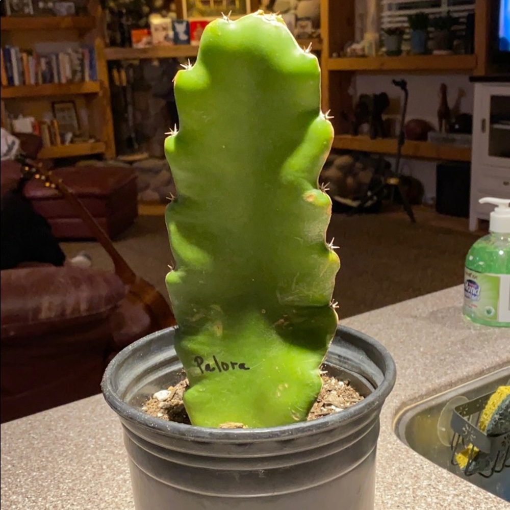 Yellow dragon fruit plant